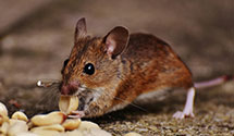 24 Hour & Emergency Exterminators in Newry, PA